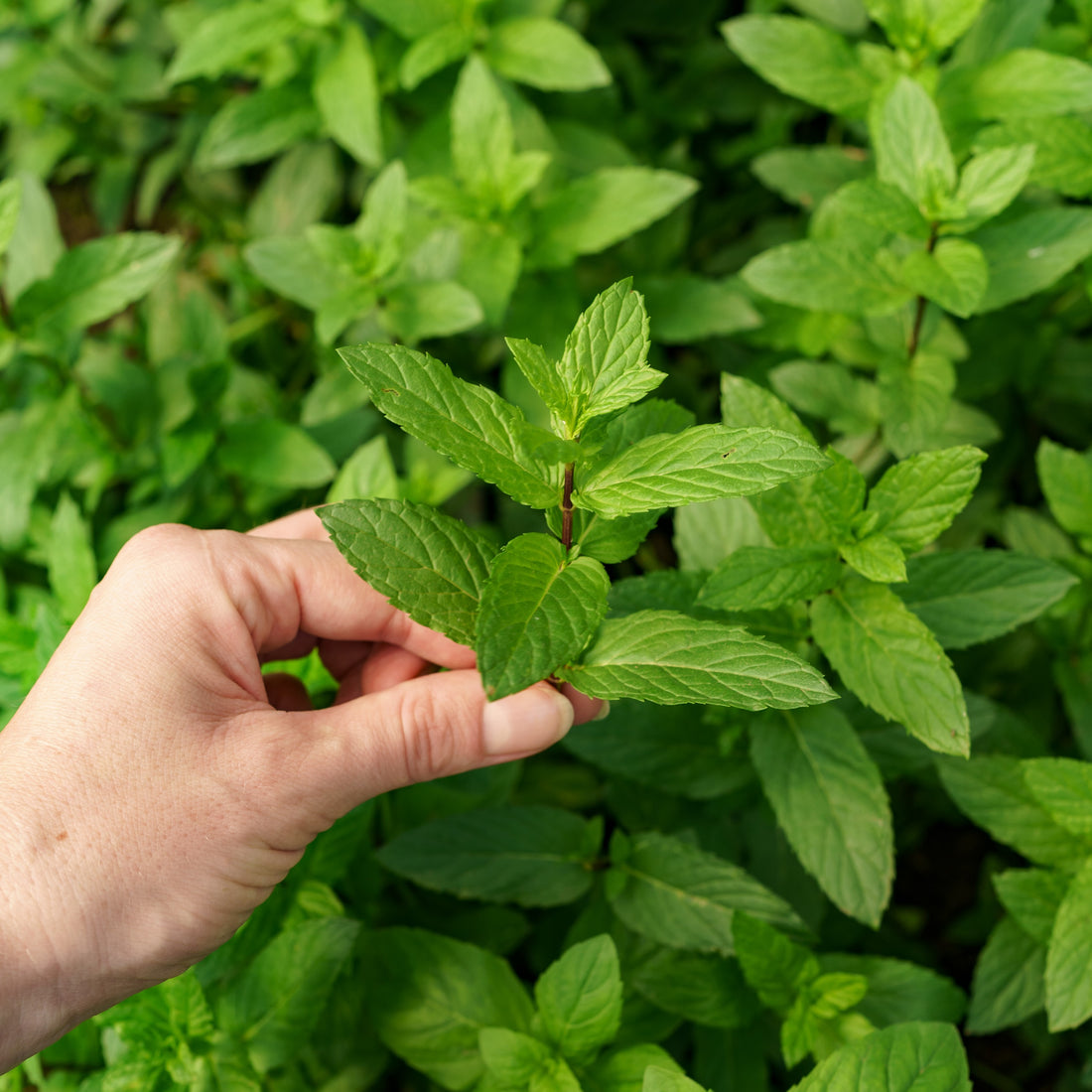 Alivio de Dolores de Cabeza y Mejora de la Concentración con Aceite de Menta